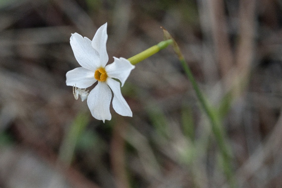 Il Narcissus serotinus al Circeo: varietà autunnale del fiore della vanità 